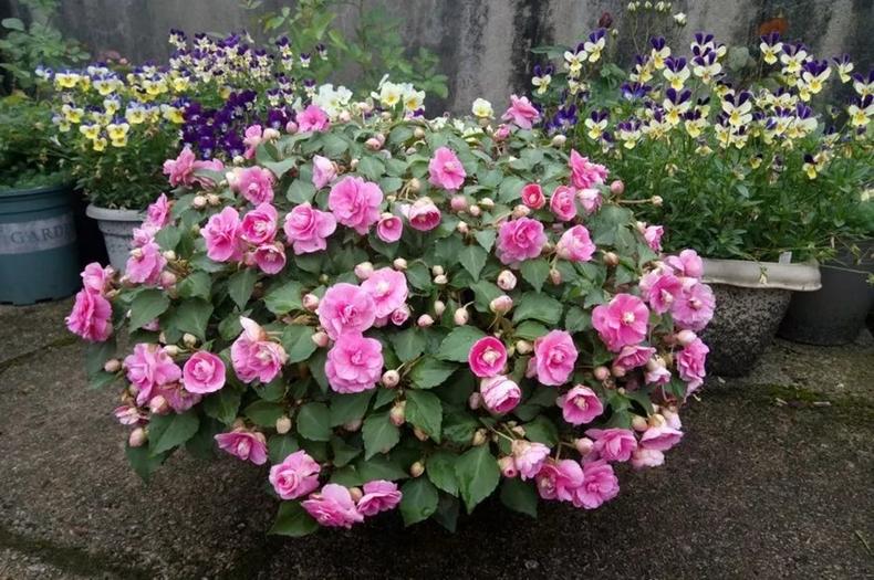 我是这样开爆的，1盆非洲凤仙3年奋斗史，看完你也试试