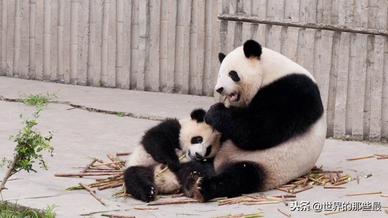 国内的大熊猫需要租赁吗,大熊猫在国外租一年需要花多少钱