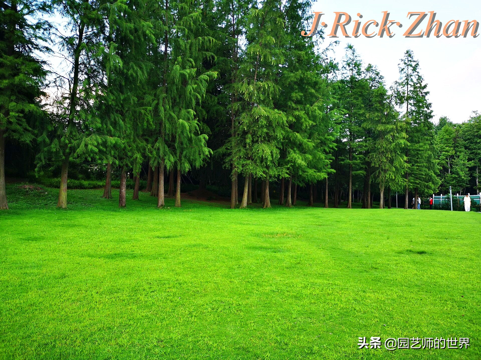 适合北方庭院种植的低矮草坪,家庭庭院怎样混搭种植草坪和蔬菜