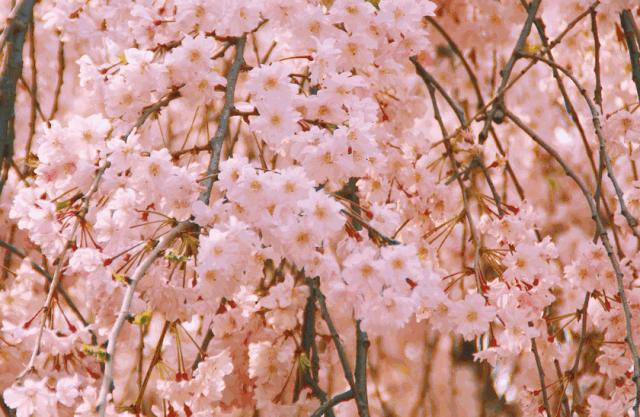 随便选个地方旅游,西安周边海边游玩景点推荐