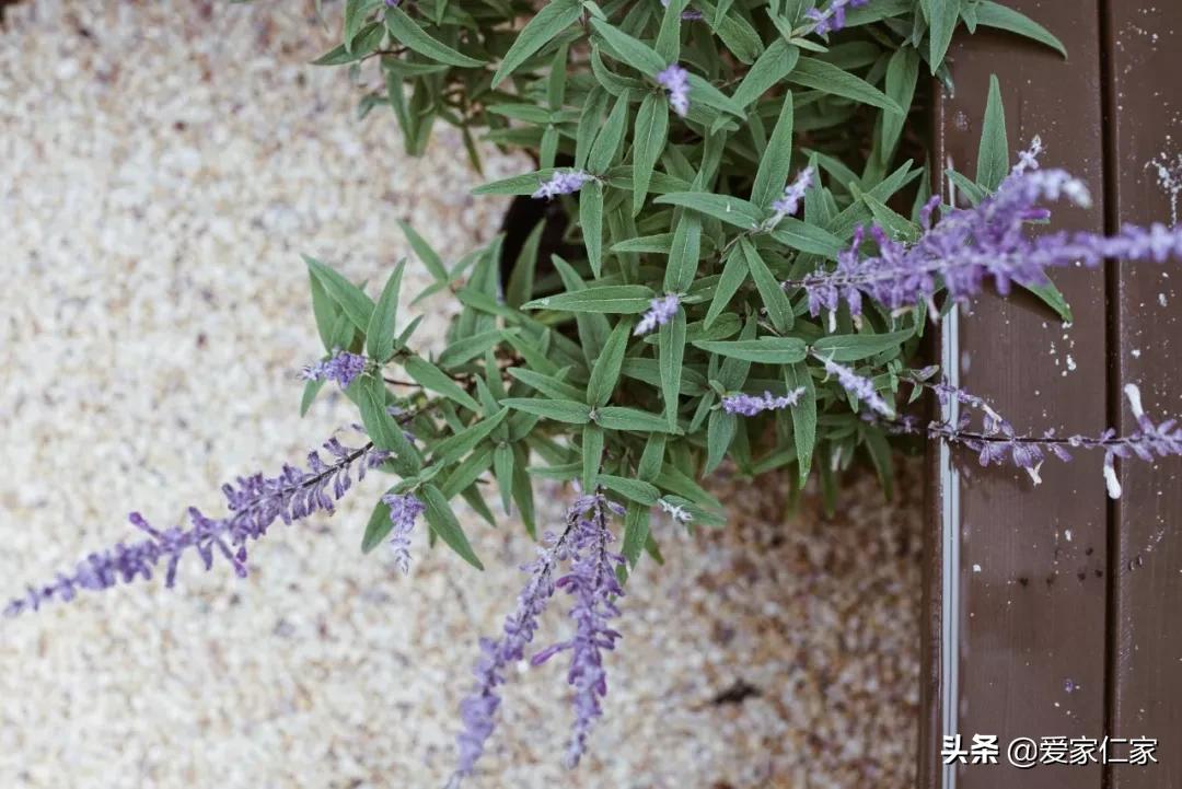 她买下32㎡上海老旧学区房，为女儿打造小桃园，20㎡超舒适大庭院