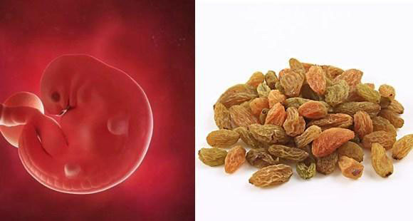 胎儿14个月的10张图片,胎儿1-40周水果对比图