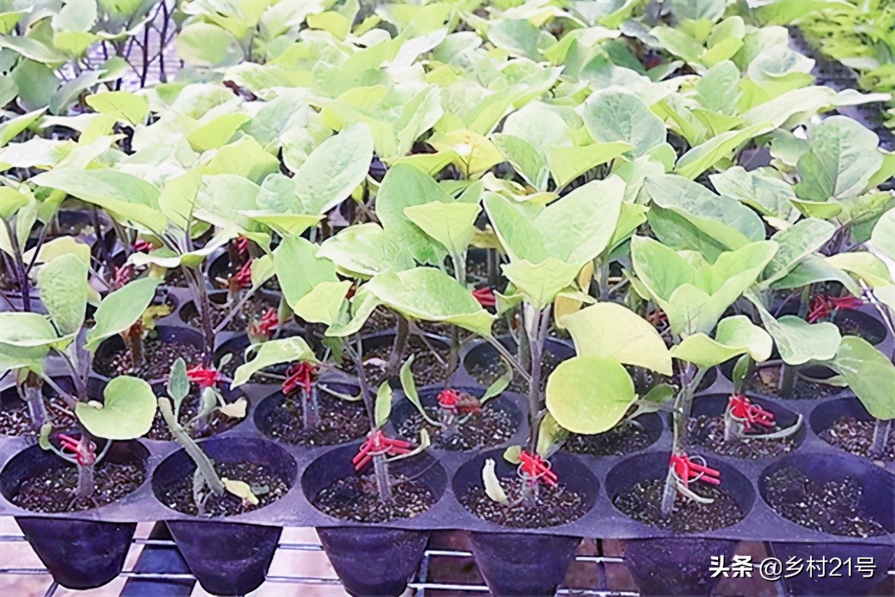 茄子徒长可以通过摘叶控制吗 (茄子徒长原因及防治措施)