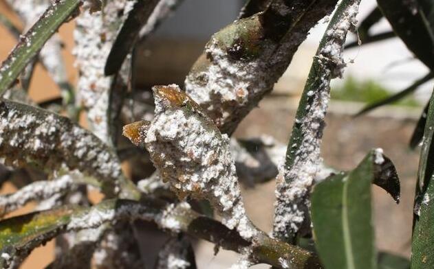 白虱病最快的治疗方法,木槿上的白虱怎样根除