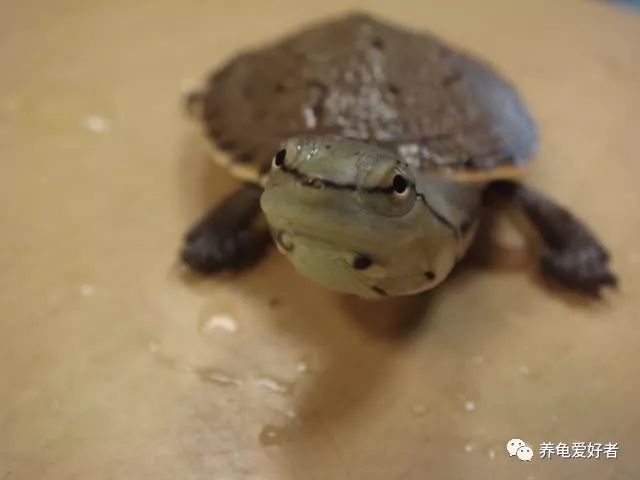 天气冷龟龟冬眠怎么办,龟不用加热棒怎么给龟加温
