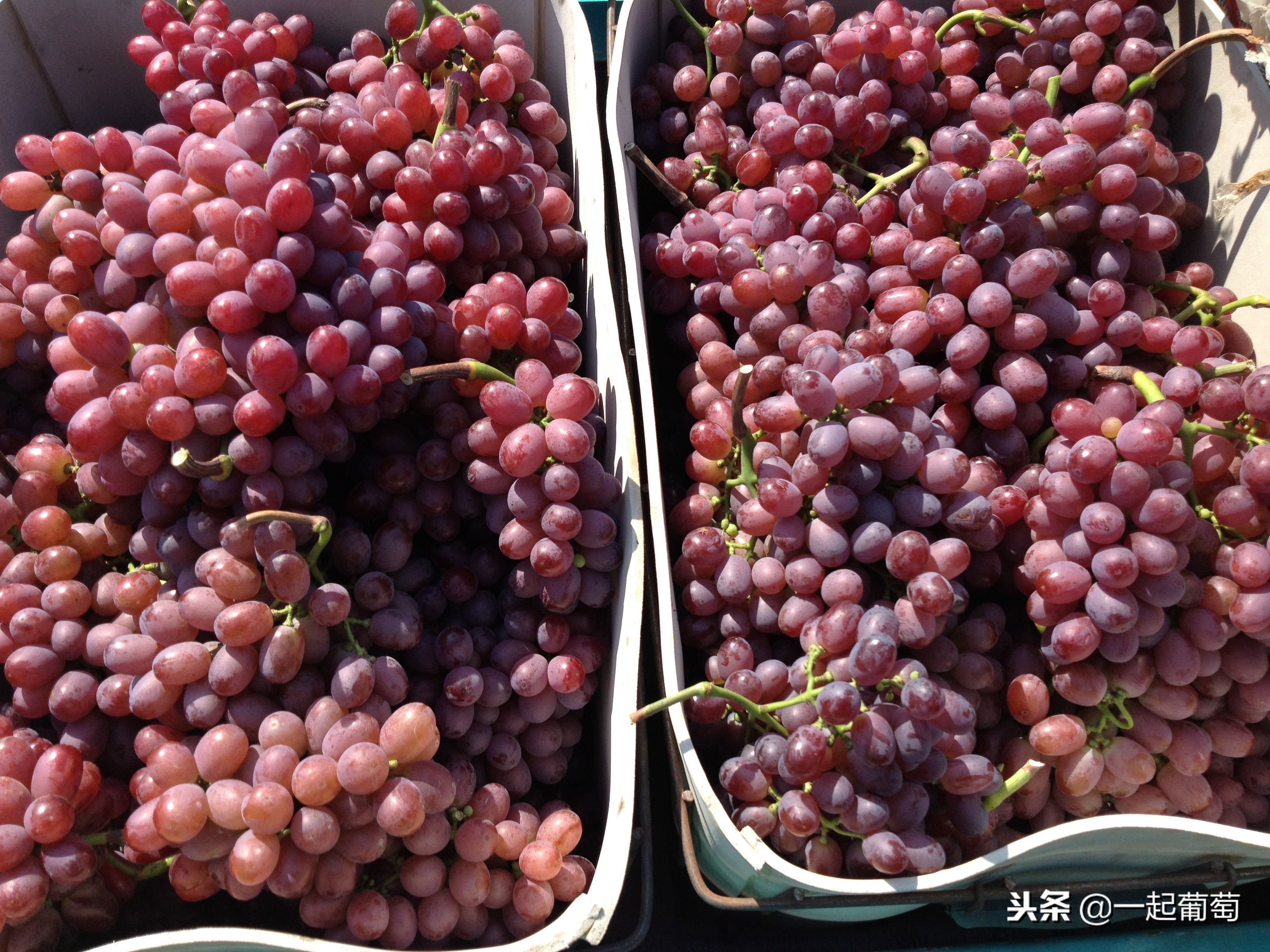 葡萄来历小故事,收葡萄酿酒