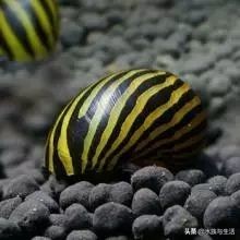 鱼缸除藻能手排名,鱼缸过滤除藻能手