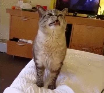 猫感冒会传染其他猫吗,猫感冒了有哪几种表现