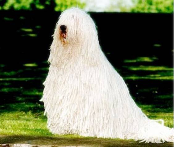 十种你肯定没见过的动物,令人惊艳的17种动物绝对罕见