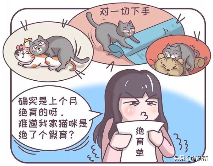 明明绝育了但是还是怀孕了的猫,明明是已经绝育的公猫