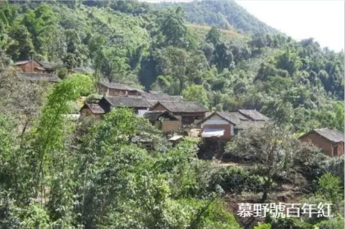 洪普号冰岛五寨黄金叶,冰岛五寨古树黄金叶