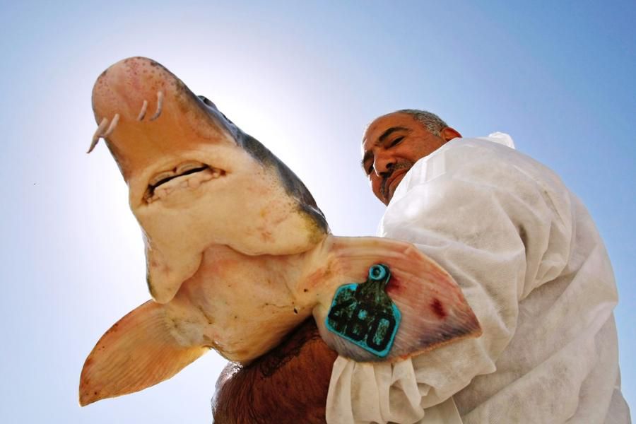 黑鱼子酱是由什么做成的,黑鱼子酱生的熟的