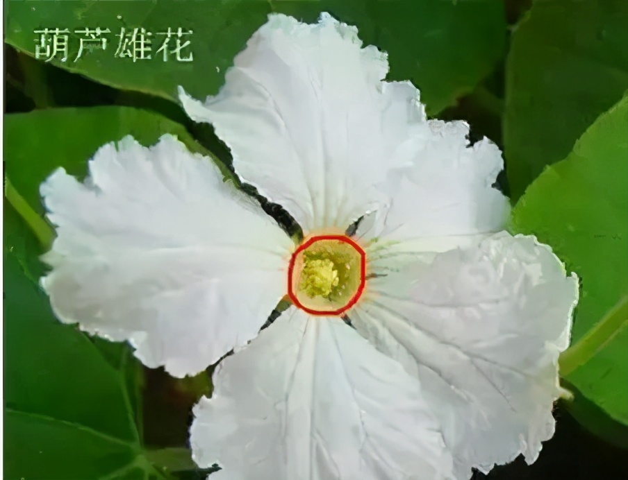 手捻葫芦如何把玩迅速变红,手捻葫芦盘玩的最高境界