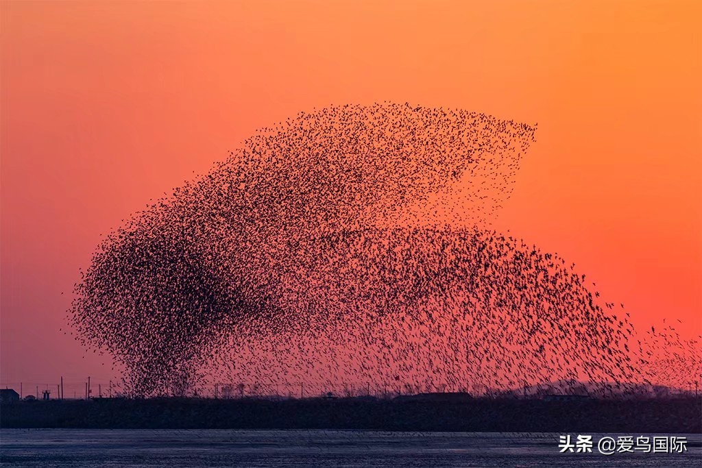 鸟类图片大全大图观赏,鸟类照片合集