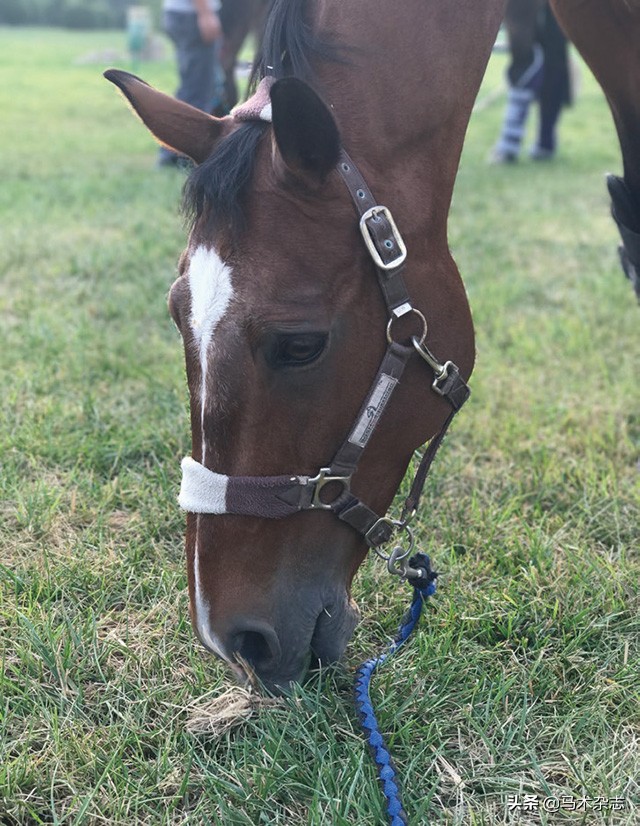 如果马儿生病了怎么办,马儿唇舌受损伤怎么办