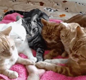 猫猫为什么总把脚放我脸上,为什么猫猫喜欢把头埋在臂弯