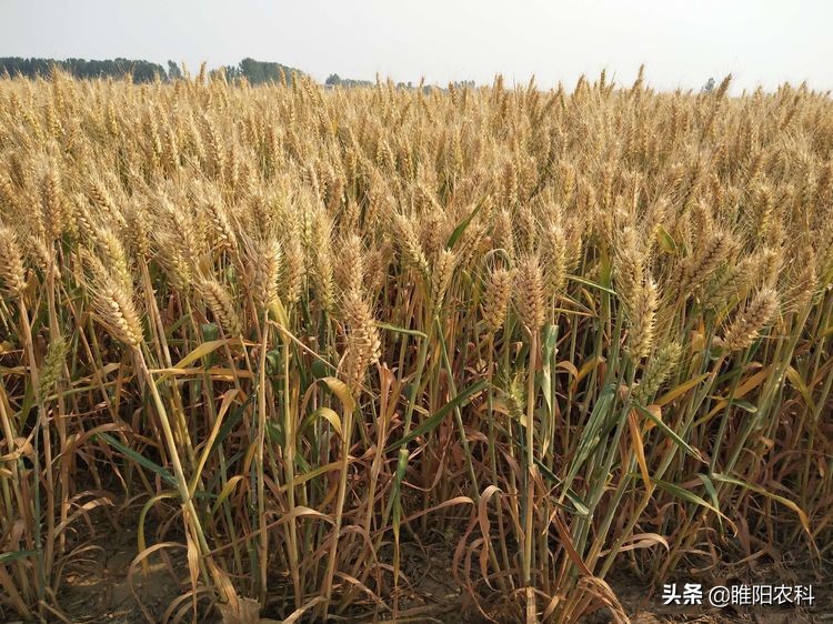 小麦品种强筋,最新强筋小麦种植