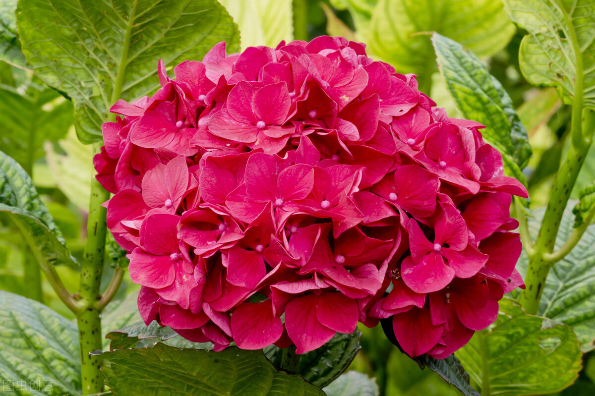 适应在室内养的十种花,天气变凉了花要搬到屋里来吗