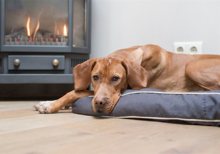 狗狗把自己烫伤后，记住不能用牙膏紧急处理，主人应学会正确方法