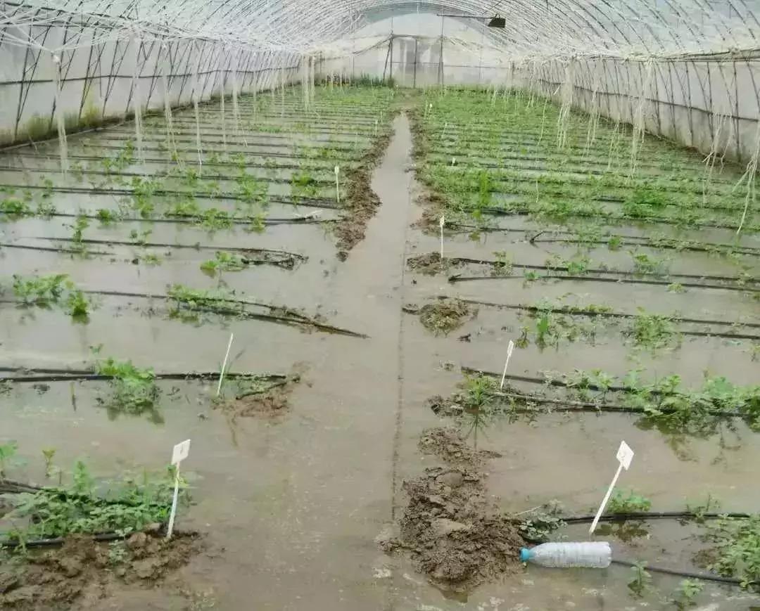 台风利奇马造成农作物受灾面积,利奇马台风农业损失