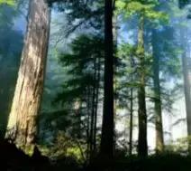 美容针讲解视频,美容针解析