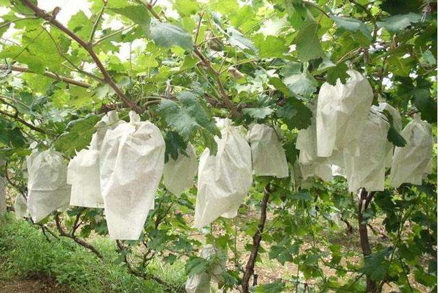 葡萄日灼病是什么病,葡萄日灼病症状比较少的品种