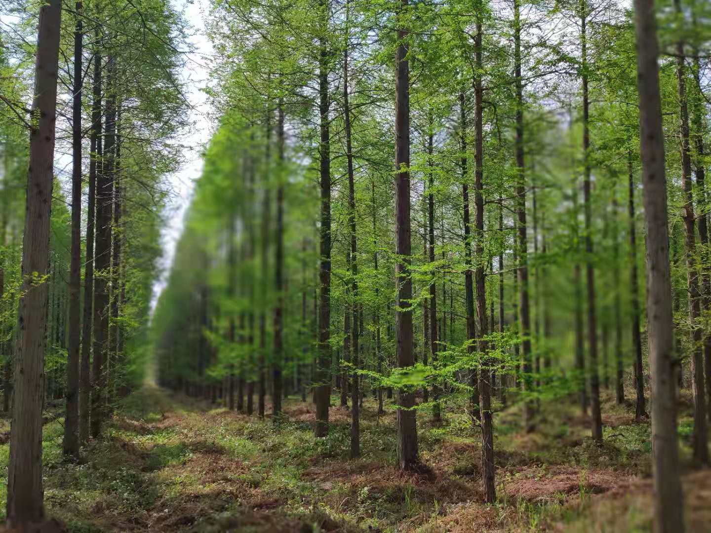 烟花三月矿泉水能喝吗,烟花三月喝最好的酒
