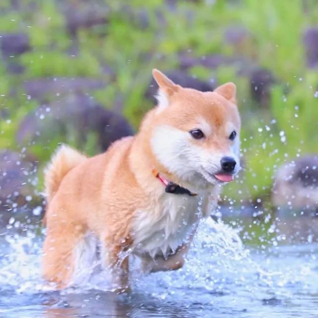 比人还会拍照的狗，简直萌炸朋友圈了