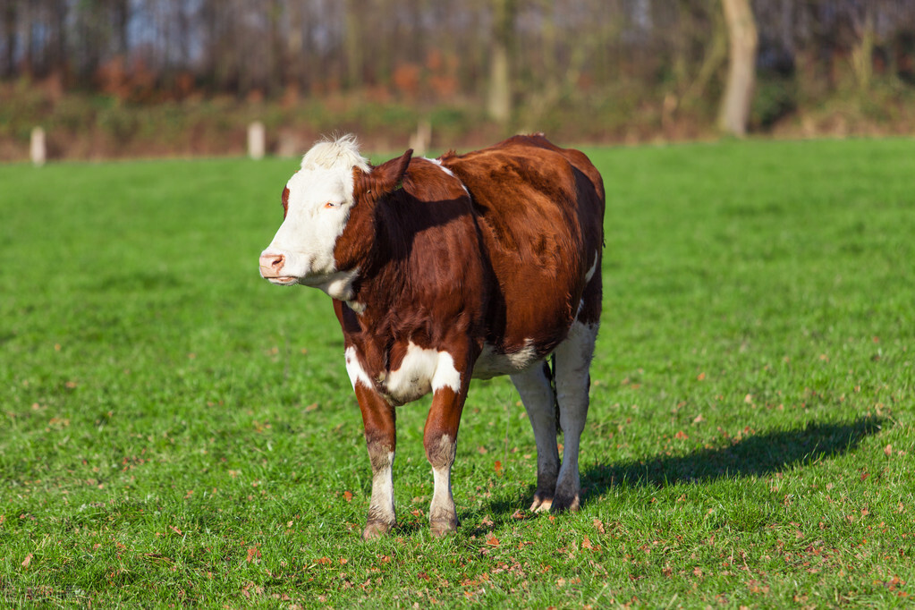 牛出现跛行的疾病,牛大腿肿胀跛行是什么病