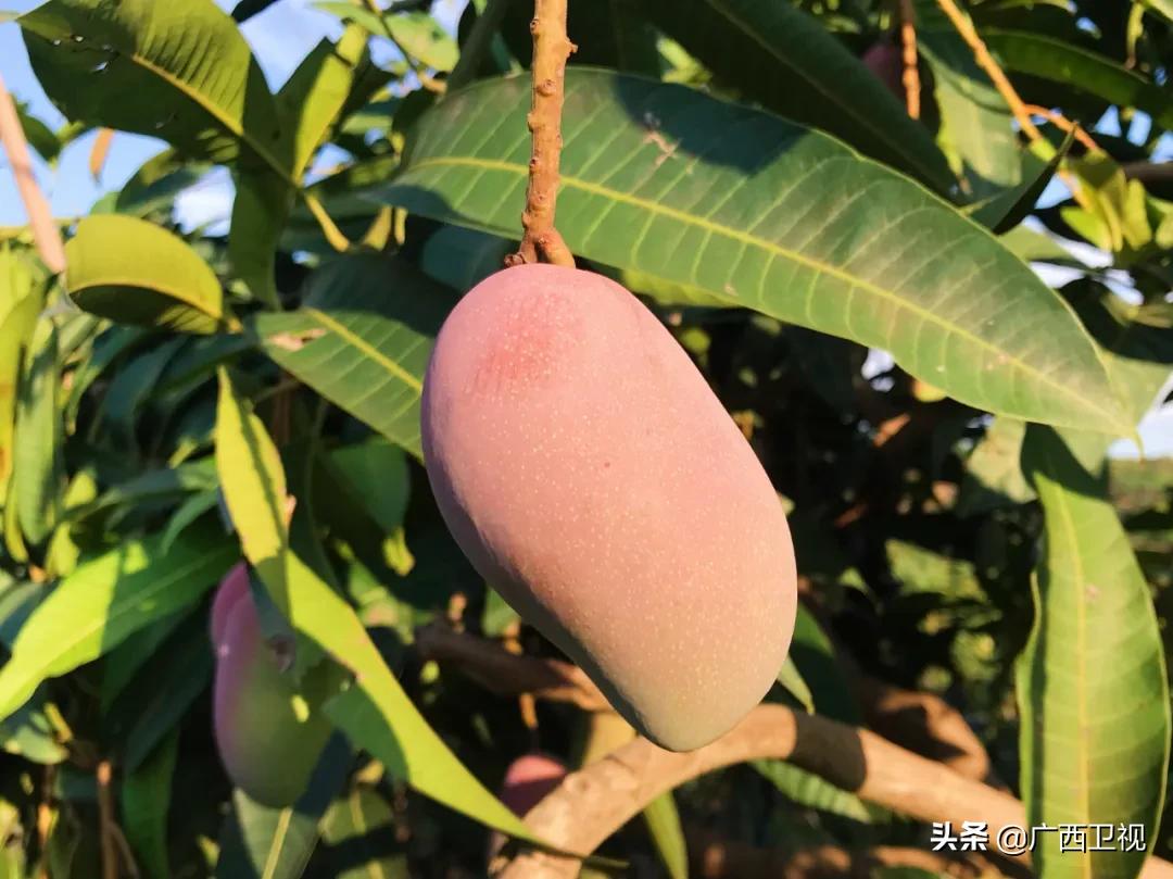 为家乡带货的县长,区长为农产品带货直播