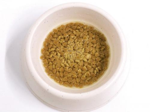 幼犬什么时候开始吃奶糕粮,一个月的狗狗如何喂食奶糕粮