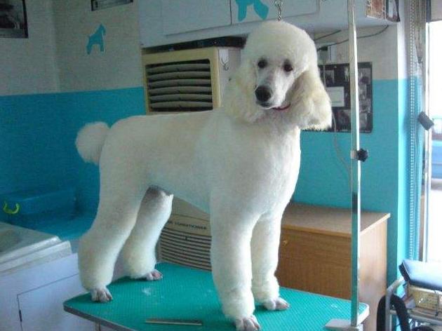 巨型贵宾犬好养吗,巨型贵宾犬多少钱一只灰色的卷毛