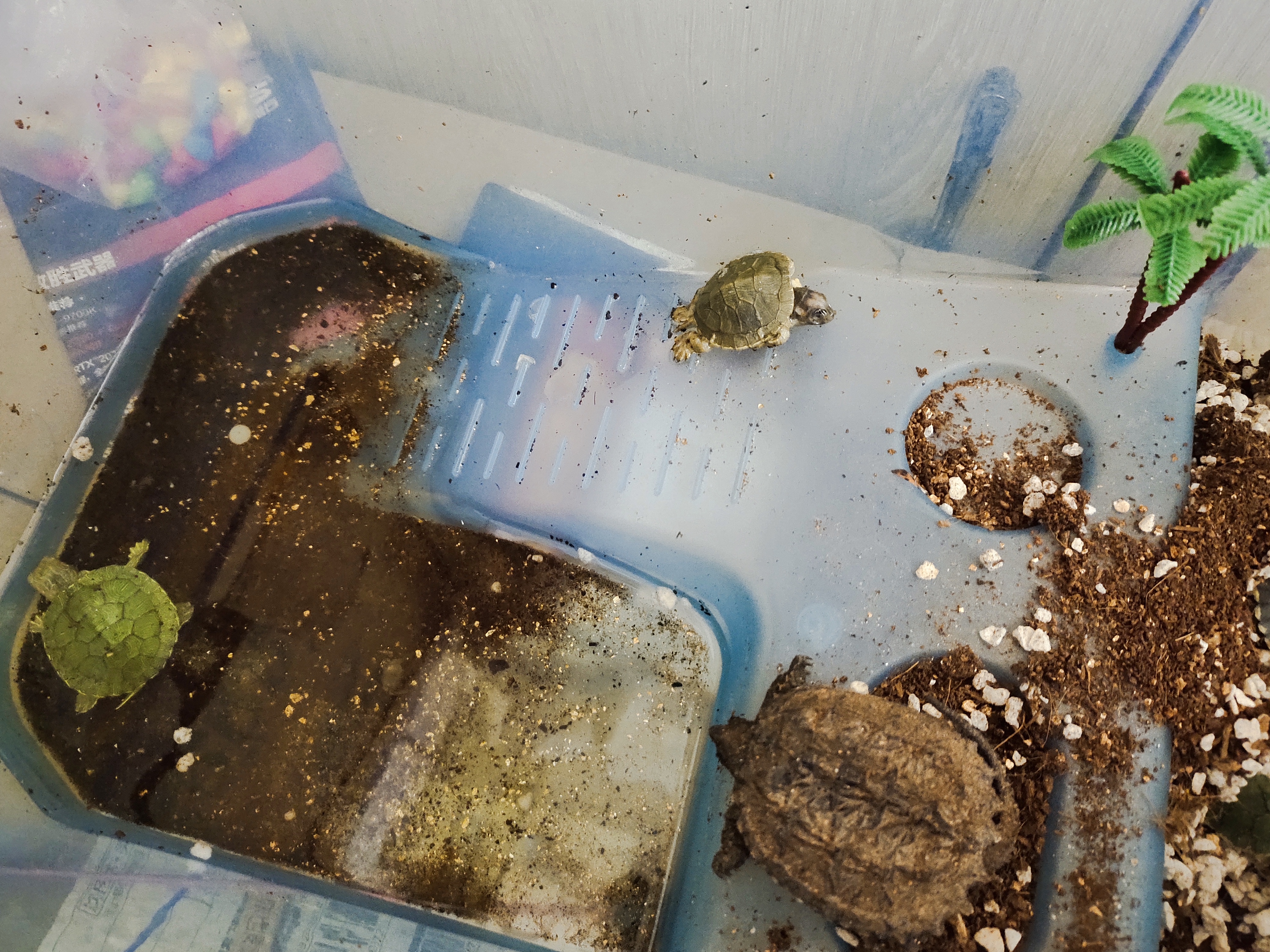 养乌龟冬眠是粗沙还是细沙好,乌龟冷水冬眠和泥土冬眠哪个好