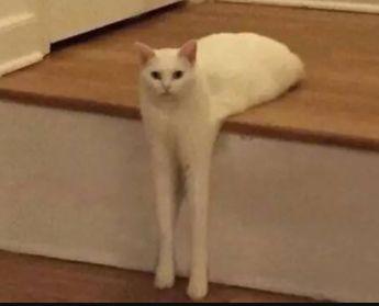 挠痒痒的愉悦程度到底有多大？该研究获得了2019搞笑诺贝尔和平奖