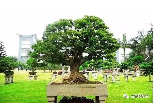 世界上最贵的盆景植物,最贵的一颗盆景