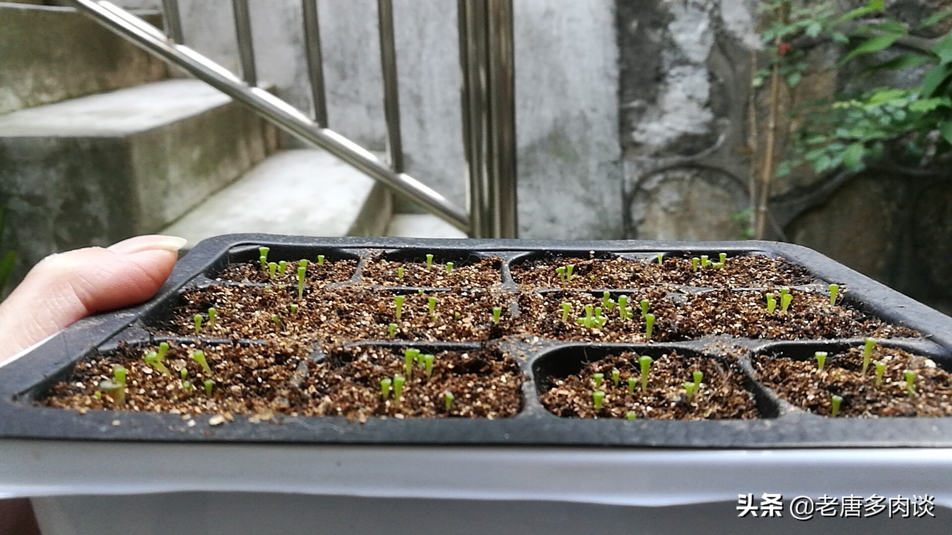 多肉播种苗后期怎么养护,景天多肉播种多久出苗