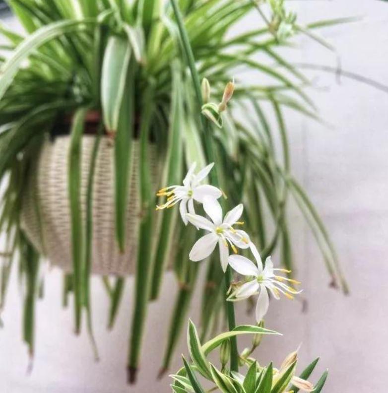 用这种“特效水”养绿萝吊兰,叶片绿油油,新芽蹭蹭长,不黄叶