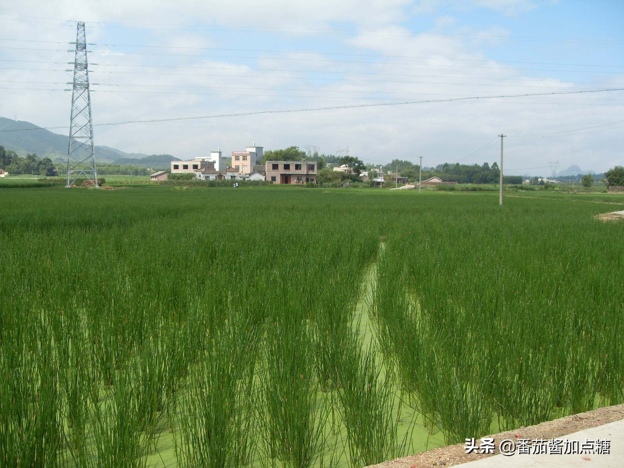 荸荠高产栽培新技术,新型高产荸荠亩产7000斤