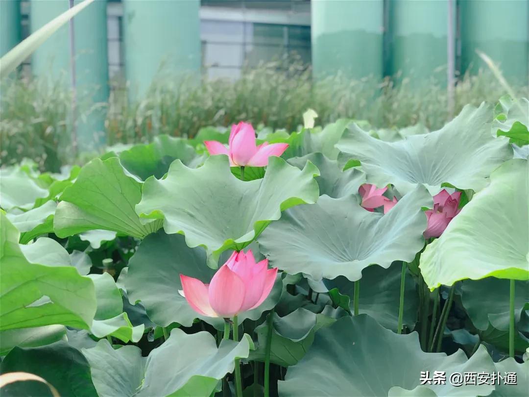 浐灞国家湿地公园最美地方,浐灞湿地公园有啥好玩的