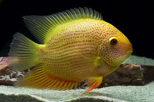 养观赏鱼小知识大全,养观赏鱼知识大全