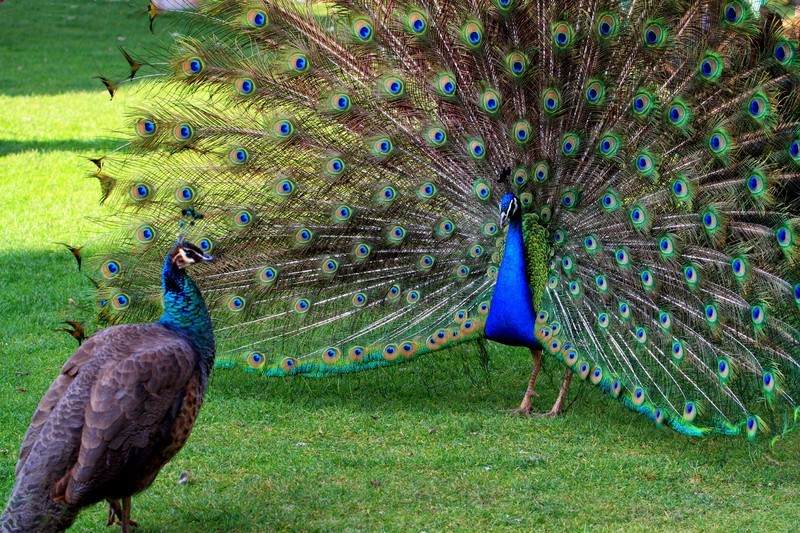 雄性竞争是本能,男性雄性荷尔蒙旺盛跟精子有关吗