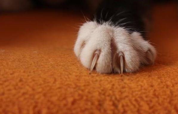 刚到家的小猫咪挠东西怎么办啊,新到家猫咪抓挠床怎么办