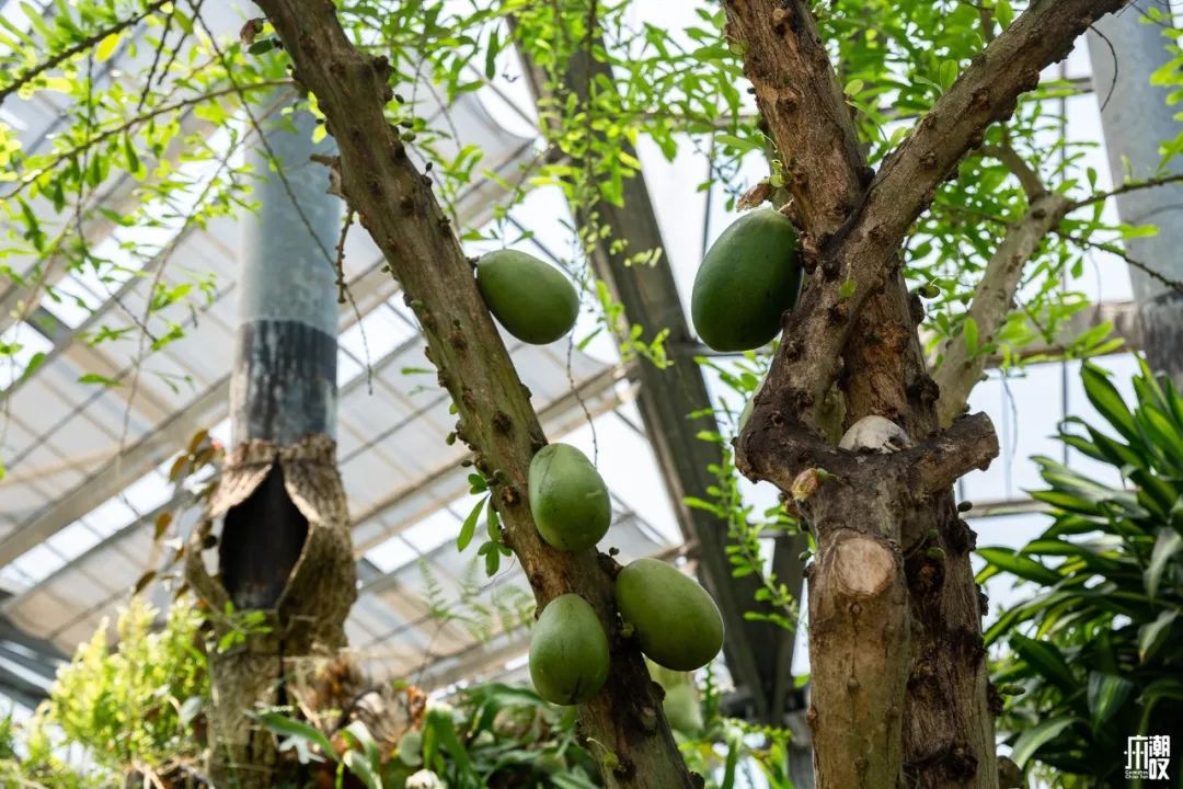 300+万㎡原始森林秘境，天河就有