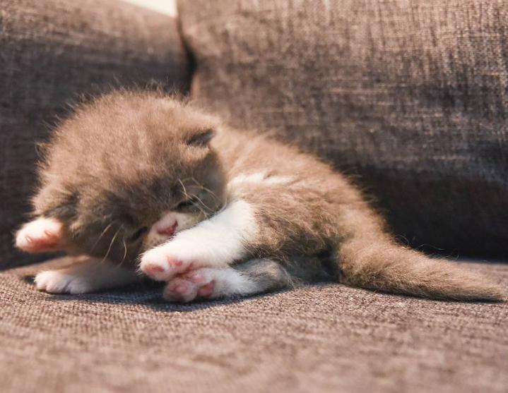 怎样消除猫咪对狗狗的恐惧呢,怎么平衡猫咪和狗狗的关系