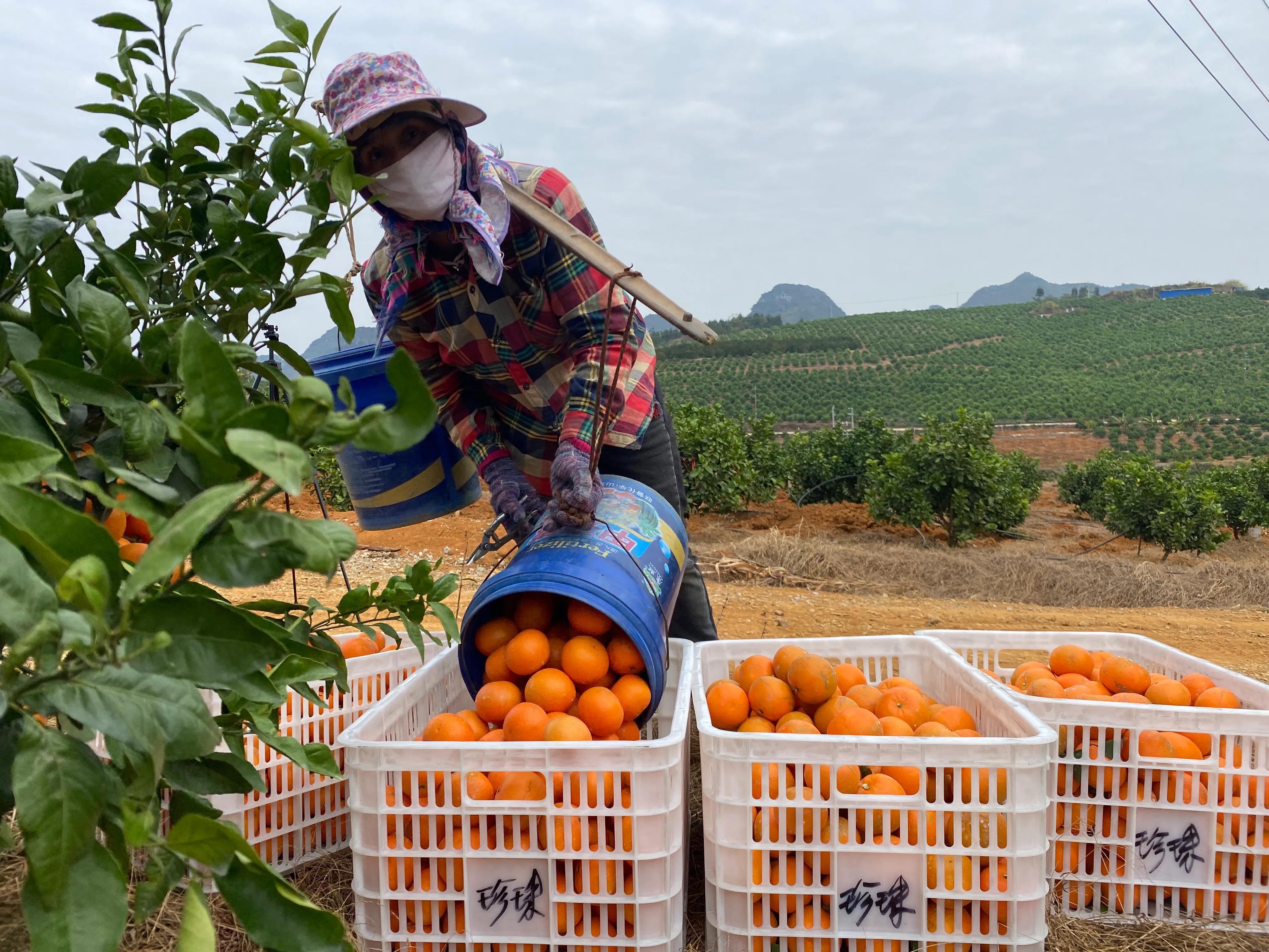 广西沃柑辟谣,在广西买水果