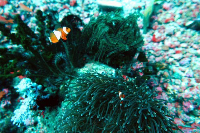 最聪明的浮游生物,神奇的浮游生物