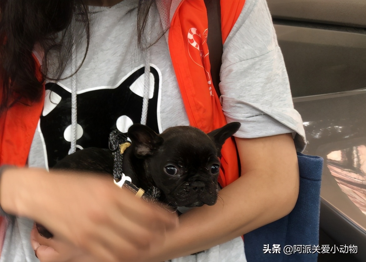 墨墨：屁屁烂得血红的小斗牛，会不会是第二个“白月初”