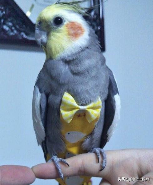 五种创业方法和技巧,创业的五条秘诀