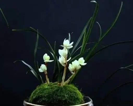 世界上十大鲜花排名图片,世界十大漂亮名贵花卉