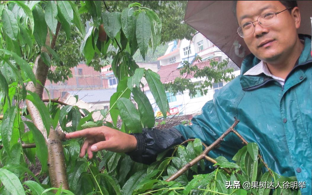 桃树修剪剪刀买什么样的,桃树整形修剪技术